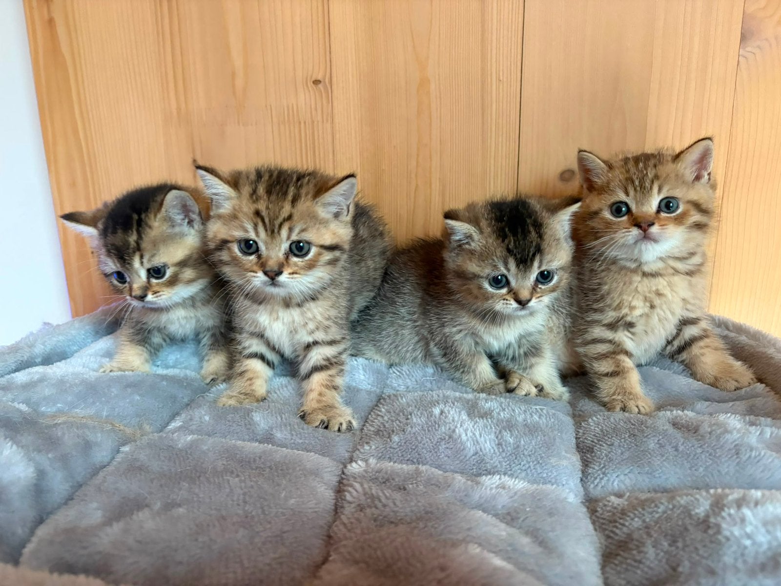Britse korthaar kittens, Dieren en Toebehoren, Katten en Kittens | Raskatten | Korthaar, Meerdere dieren, Ontwormd