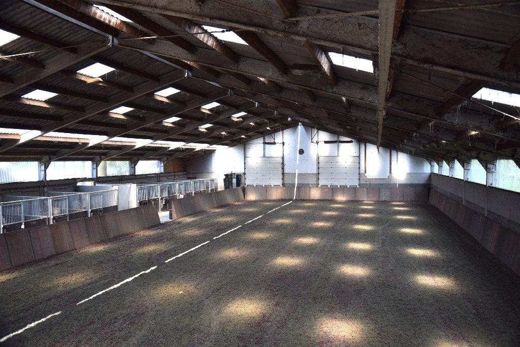 Paardenstalling met dagelijkse weidegang in Twekkelo., Weidegang, 2 of 3 paarden of pony's