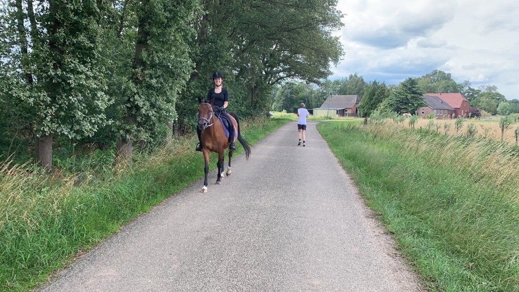 Pony of paarden stalling aangeboden in Escharen, Stalling, 1 paard of pony