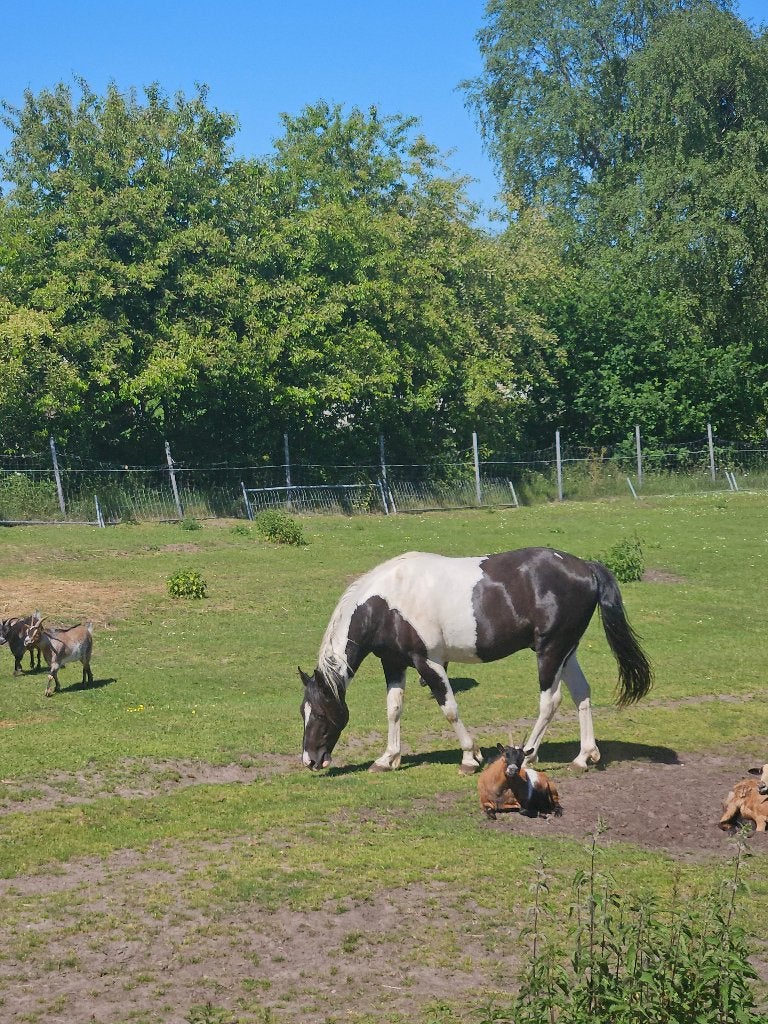 Ruin Merrie,, Dieren en Toebehoren, Minder dan 160 cm, Niet van toepassing, 3 tot 6 jaar, Gechipt