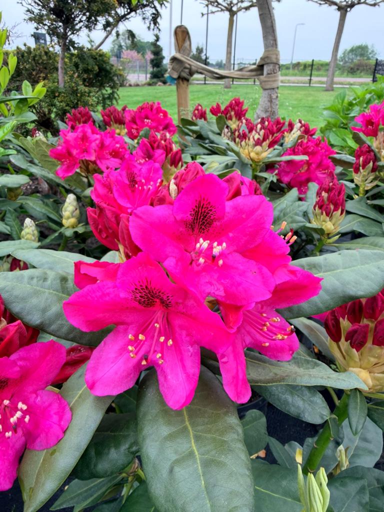 Rododendron Nova Zembla, Ophalen of Verzenden
