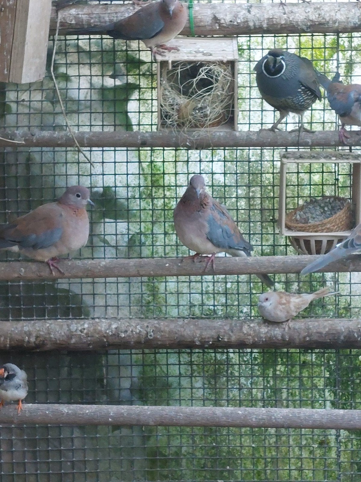 koppel Senegal duifjes jong
