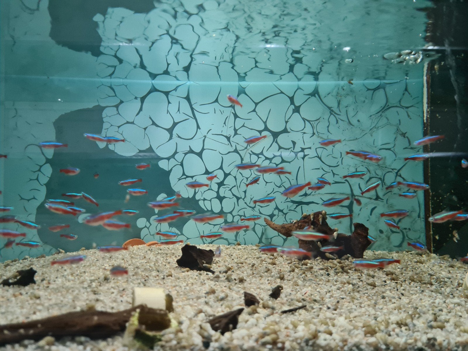 Kardinaaltetra, Paracheirodon axelrodi, Dieren en Toebehoren, Vis, Zoetwatervis