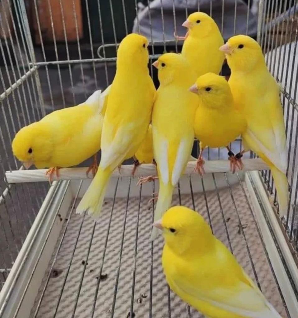 zingende zangkanaries, Dieren en Toebehoren, Meerdere dieren, Zangkanarie