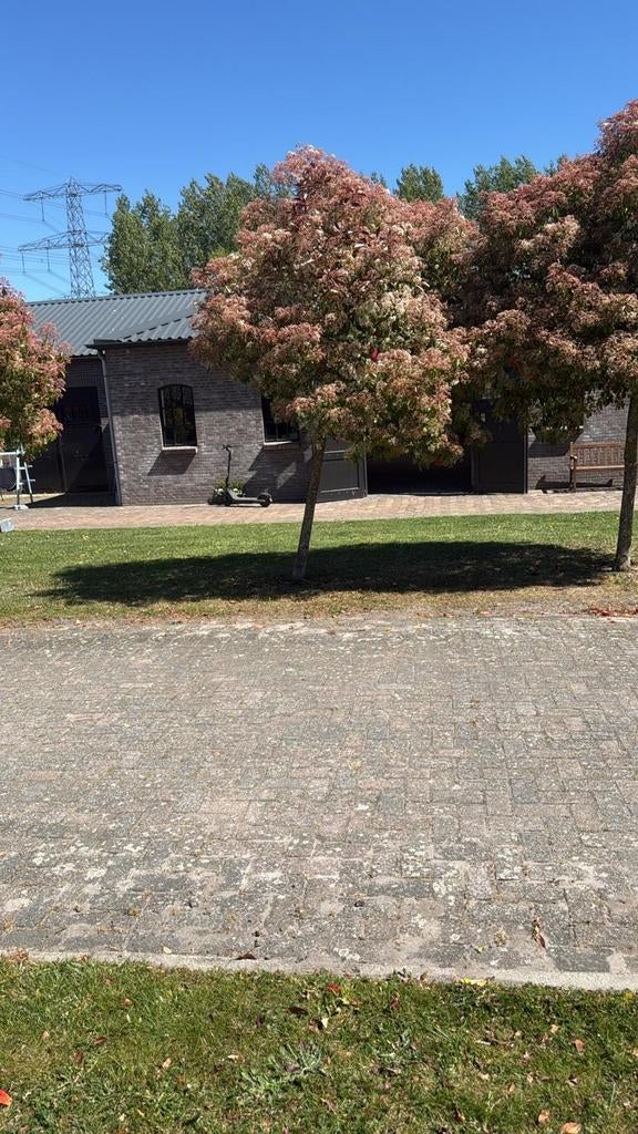 Gratis afhalen 6 bomen zo snel mogelijk, Tuin en Terras, Ophalen, Volle zon, Overige soorten