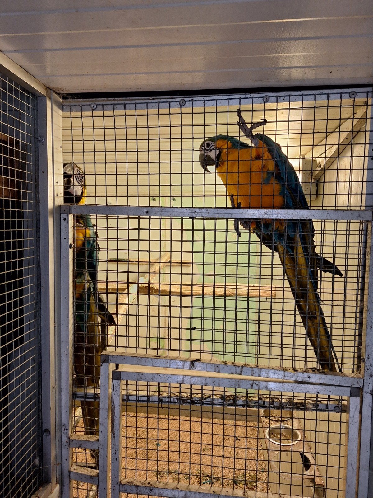 Blauwe gele ara, Dieren en Toebehoren, Vrouwelijk, Papegaai, Tam