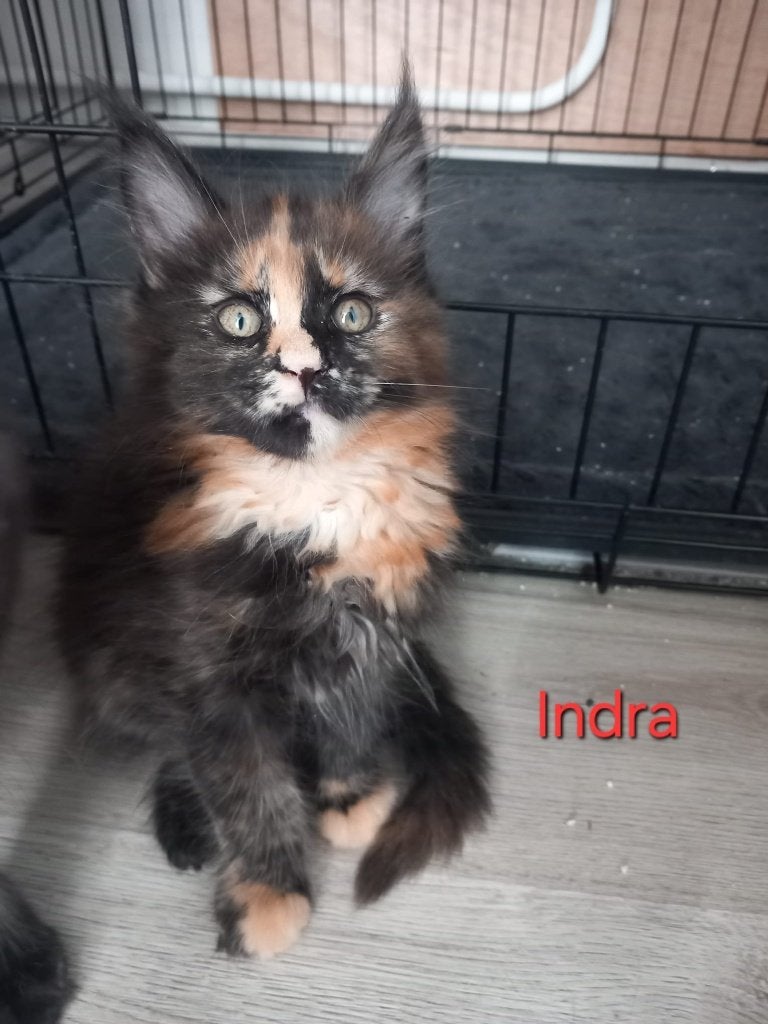 Maine Coon 'kattendag' kittens, Meerdere dieren, Met stamboom, 0 tot 2 jaar