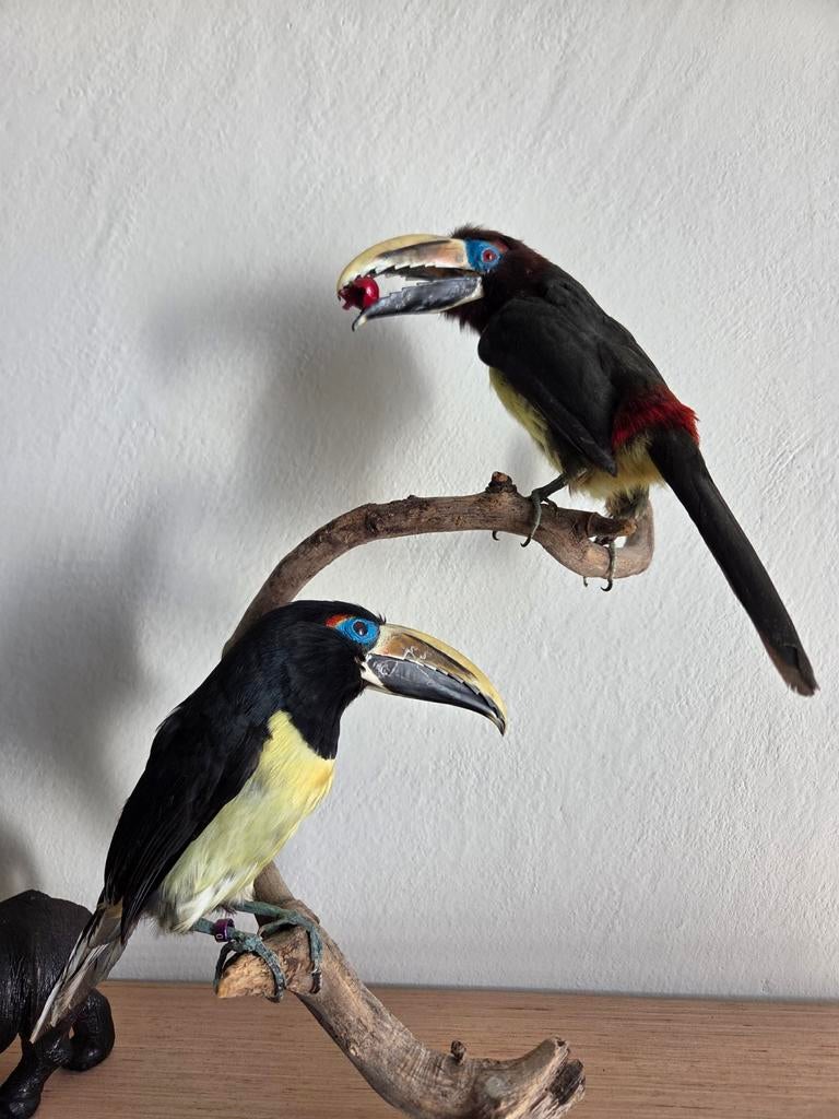 Paar opgezette arrassari's. In goede conditie, Verzamelen, Dierenverzamelingen, Ophalen of Verzenden, Zo goed als nieuw, Vogel