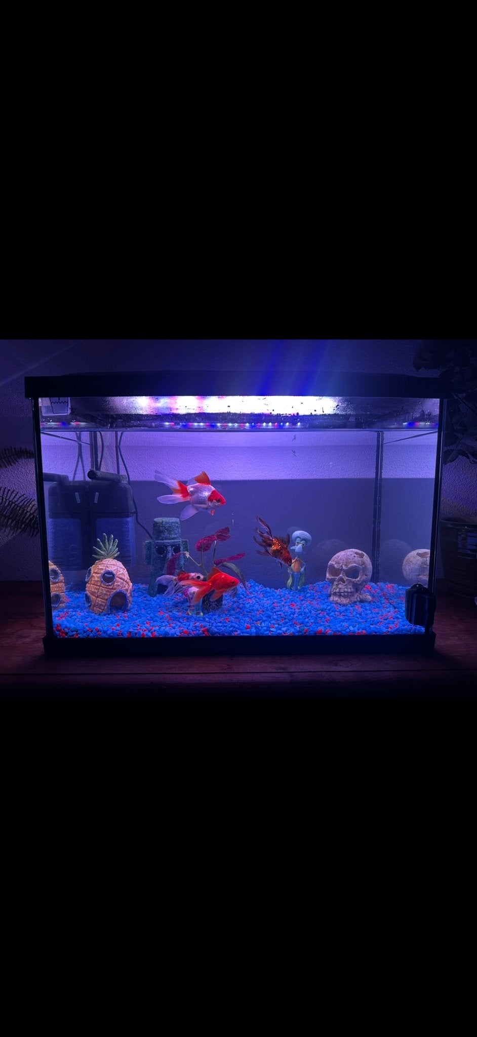 Aquarium zonder vissen, Ophalen, Zo goed als nieuw, Leeg aquarium