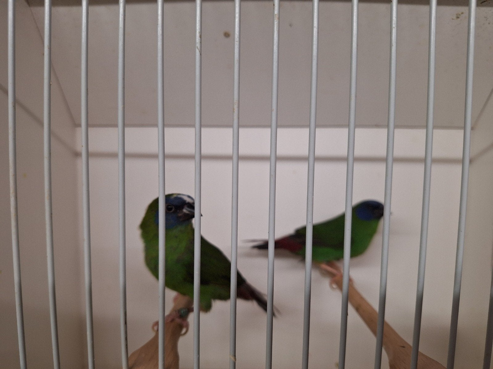 Driekleur papegaai amadines, Meerdere dieren, Geringd