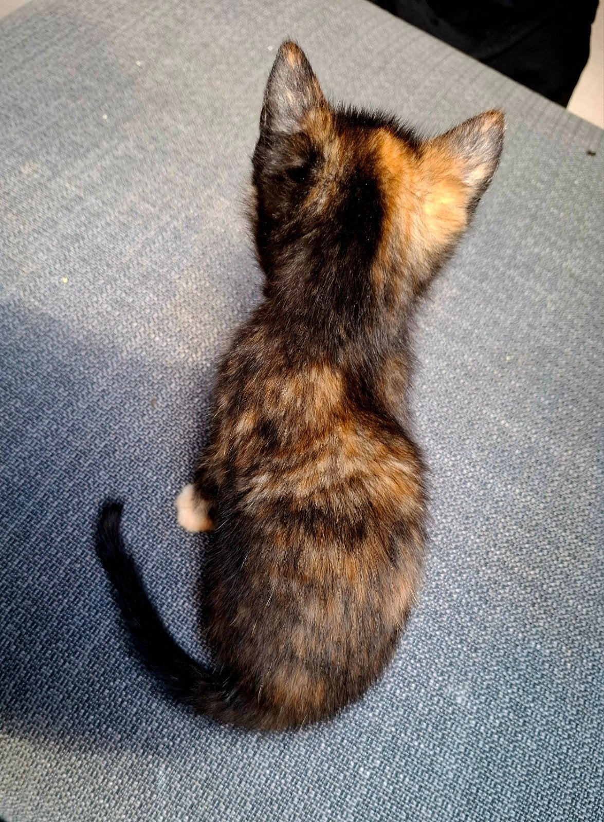 2 lieve kittens - poesje en kater - cypers en schildpad, Meerdere dieren, Kortharig, 0 tot 2 jaar