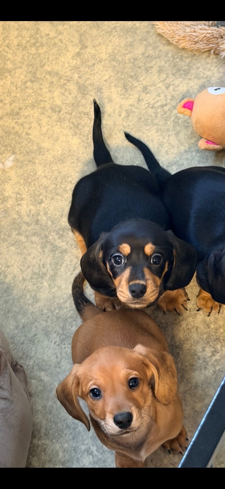 Teckel pups kanichen/dwerg 1 teefje 2 reutjes, Dieren en Toebehoren, Honden | Teckels en Dashonden, Parvo, 8 tot 15 weken, Korthaar
