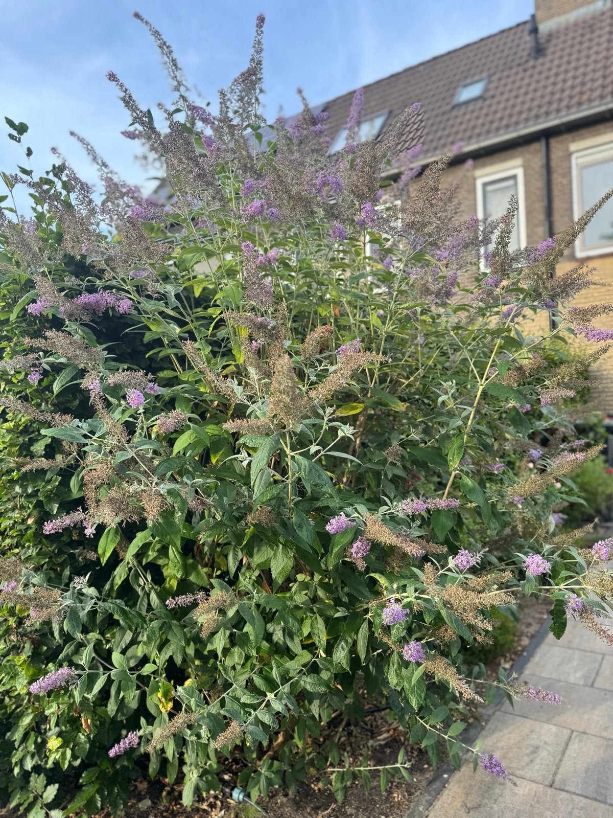 Mooie grote Vlinderstruik - Paarse bloemen, Volle zon, Vaste plant, Zomer, Ophalen