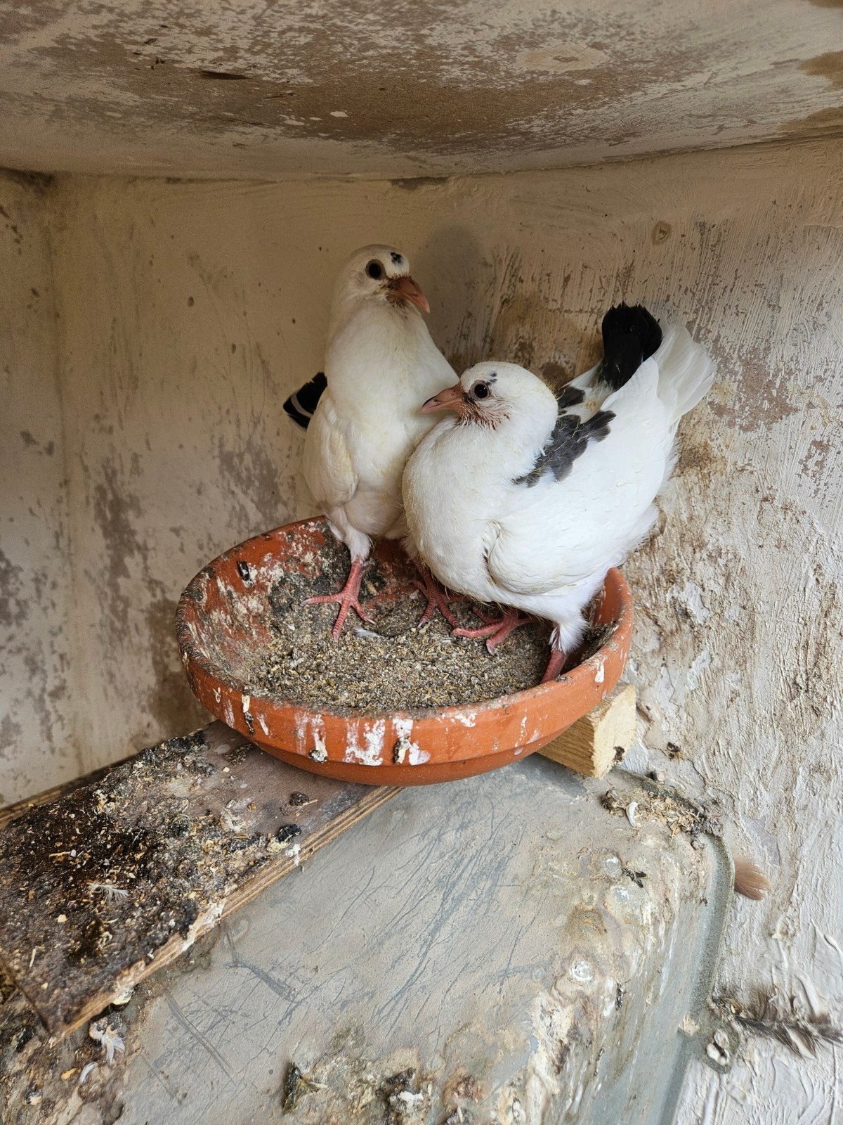 2 prachtige zwart witte boeren pauwstaartduifjes, Meerdere dieren, Overige soorten