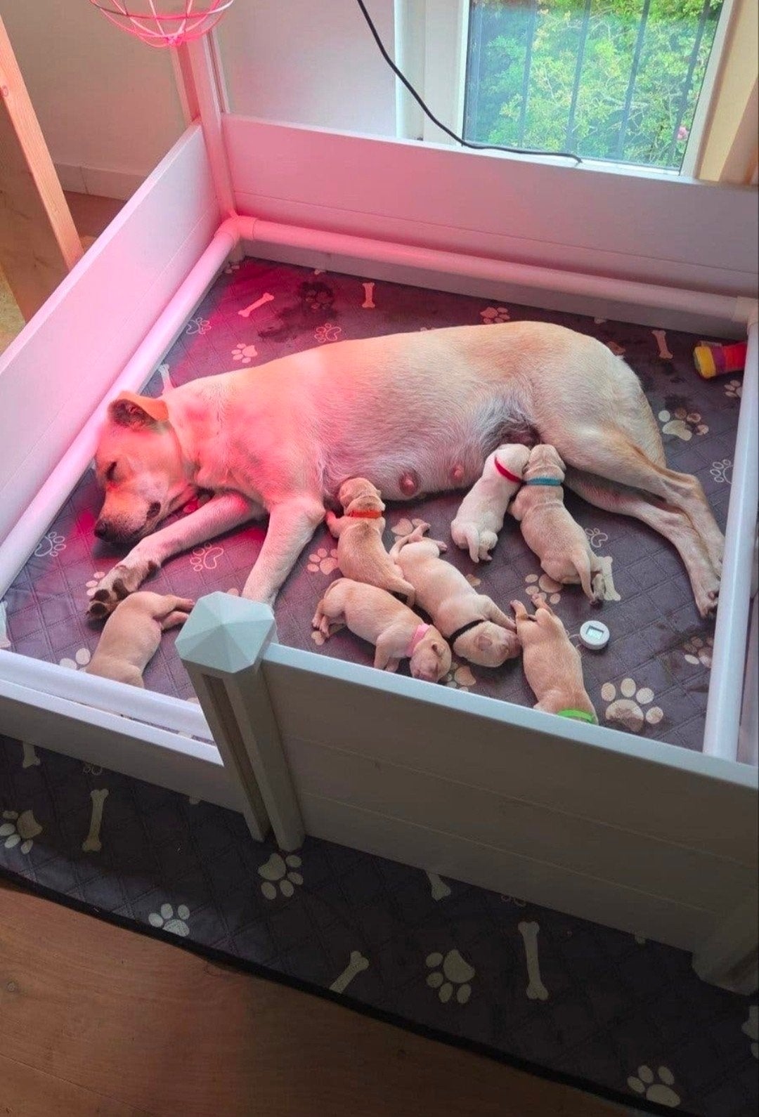 Lieve Goldador pups (Golden Retriever x Labrador), Parvo, 8 tot 15 weken, Meerdere, Meerdere dieren