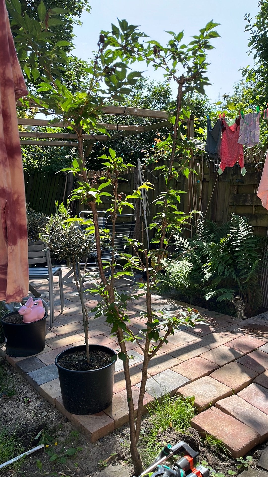 Japanse kersenboom, Tuin en Terras, Planten | Bomen, Ophalen, Halfschaduw, Overige soorten, Lente