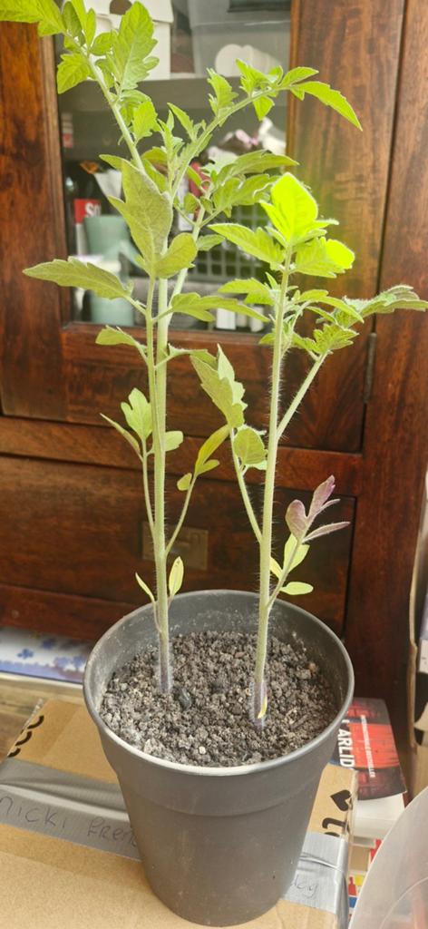 Twee jonge tomatenplantjes, Tuin en Terras, Ophalen