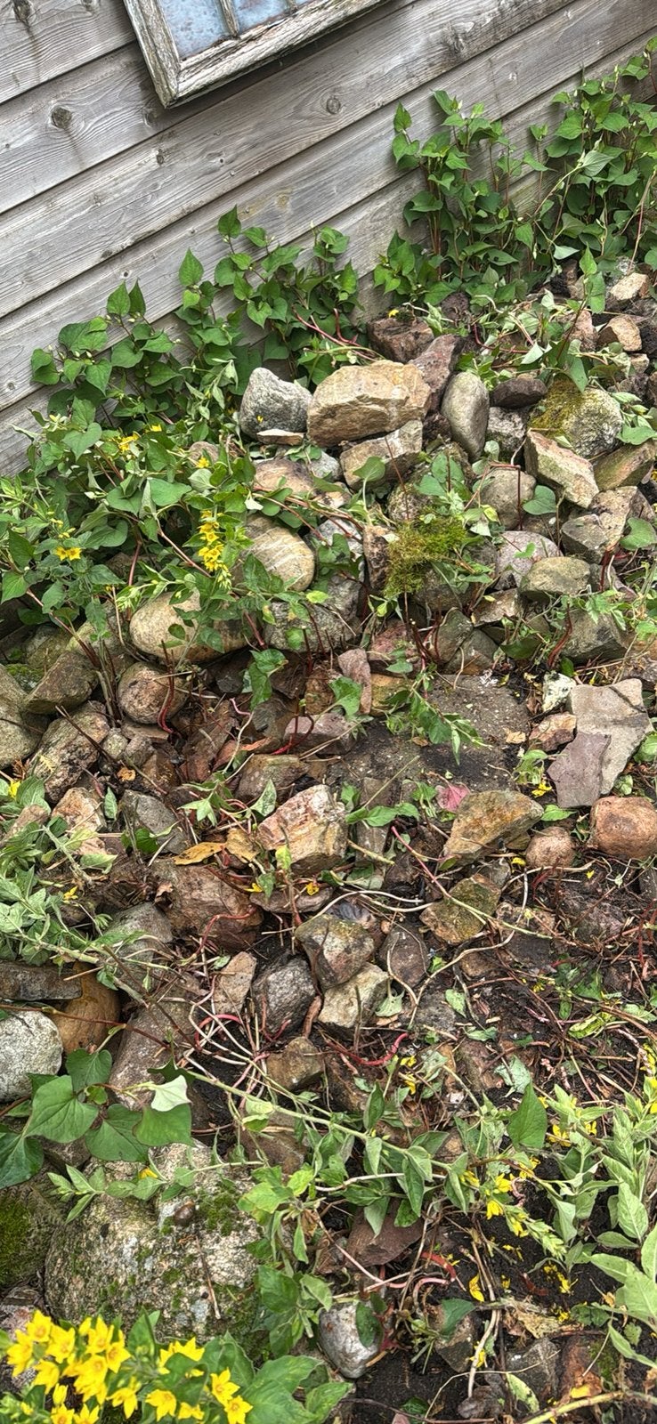 Keien en stapelblokken, Ophalen of Verzenden, Taxus, Minder dan 100 cm
