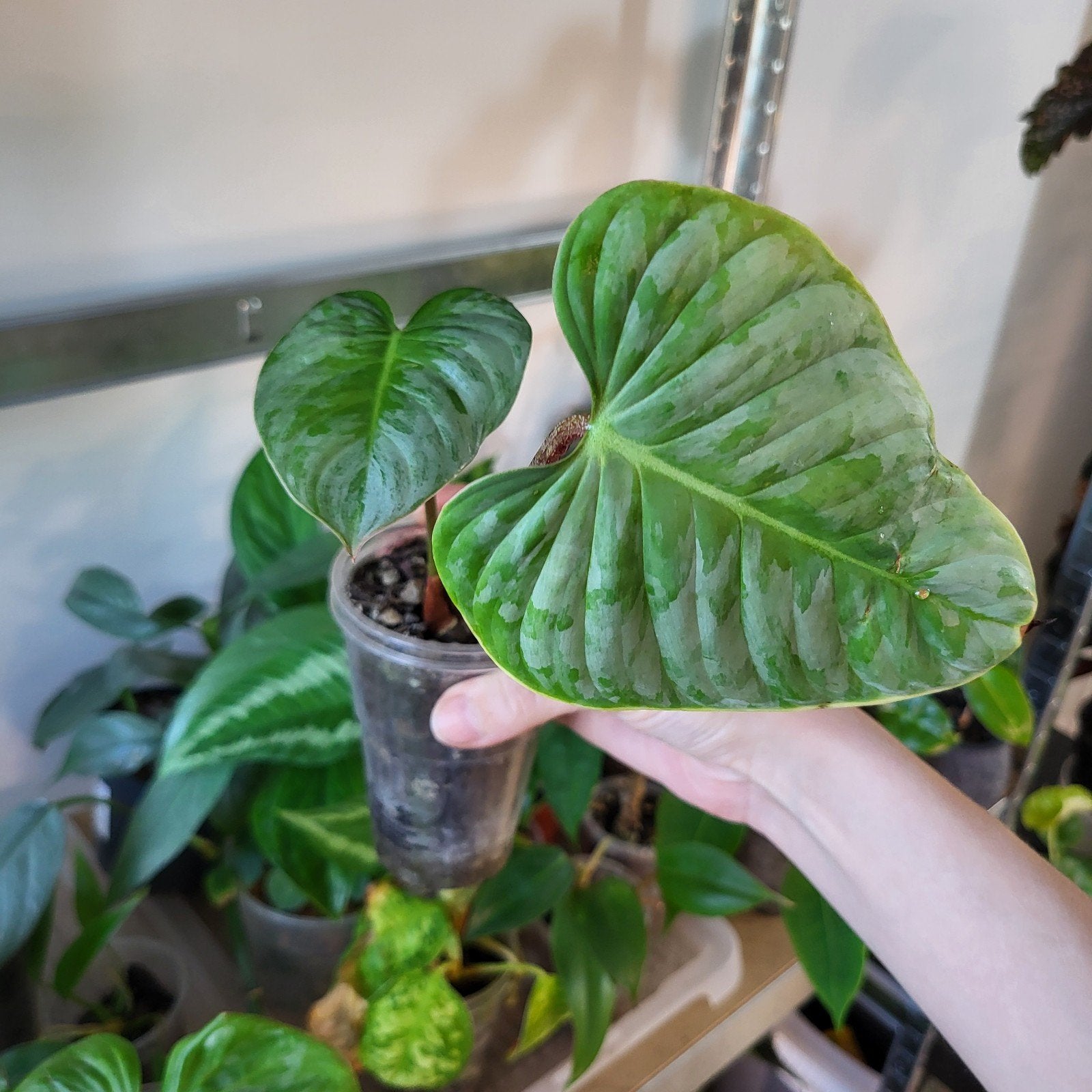 Philodendron sodiroi, Huis en Inrichting, Kamerplanten, Ophalen of Verzenden, Halfschaduw, Minder dan 100 cm