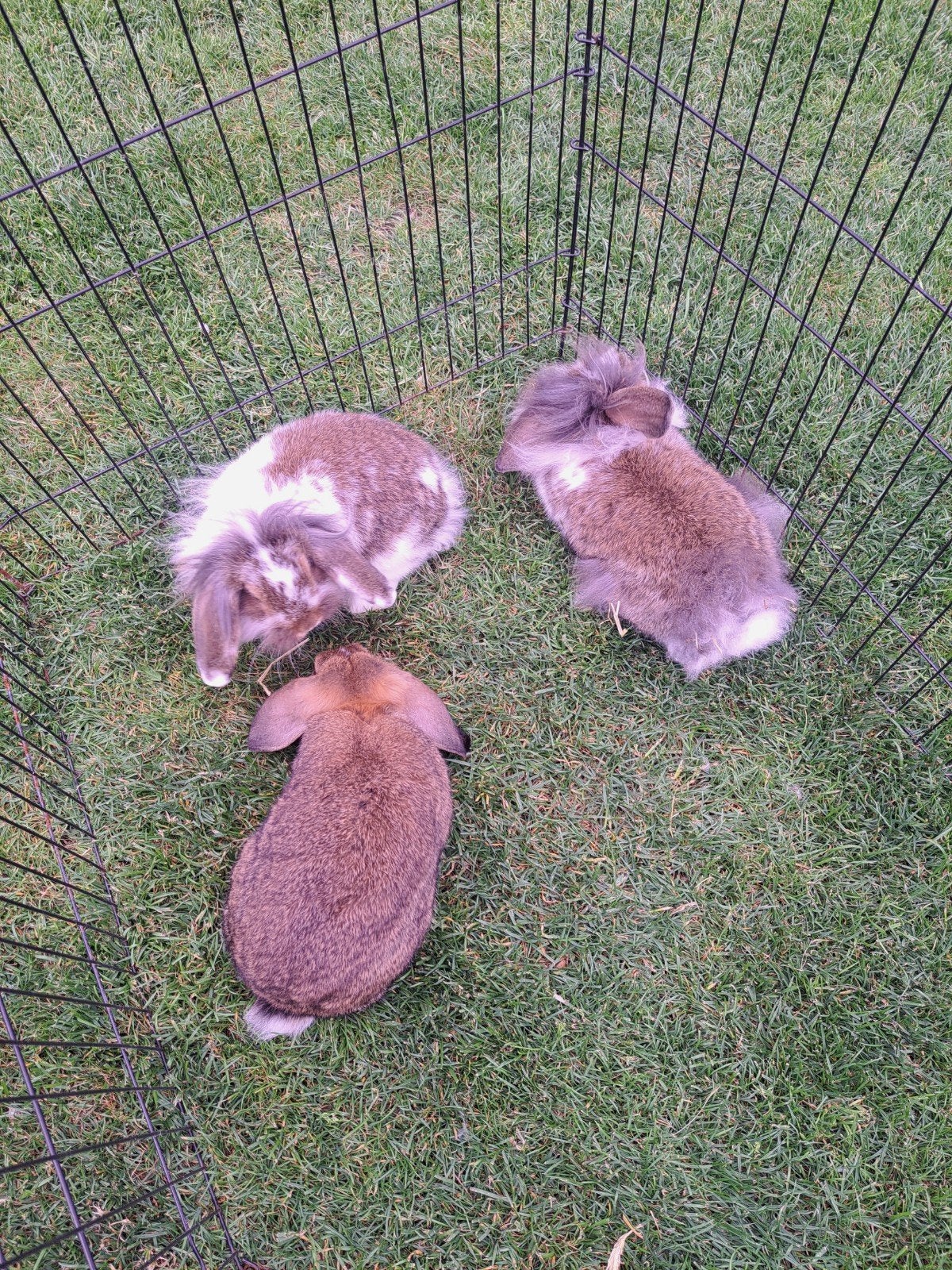 3 mooie jonge  hangoorkonijnen de bonte zijn vrouwtjes, Dieren en Toebehoren, Pluimvee, Vrouwelijk, Kip