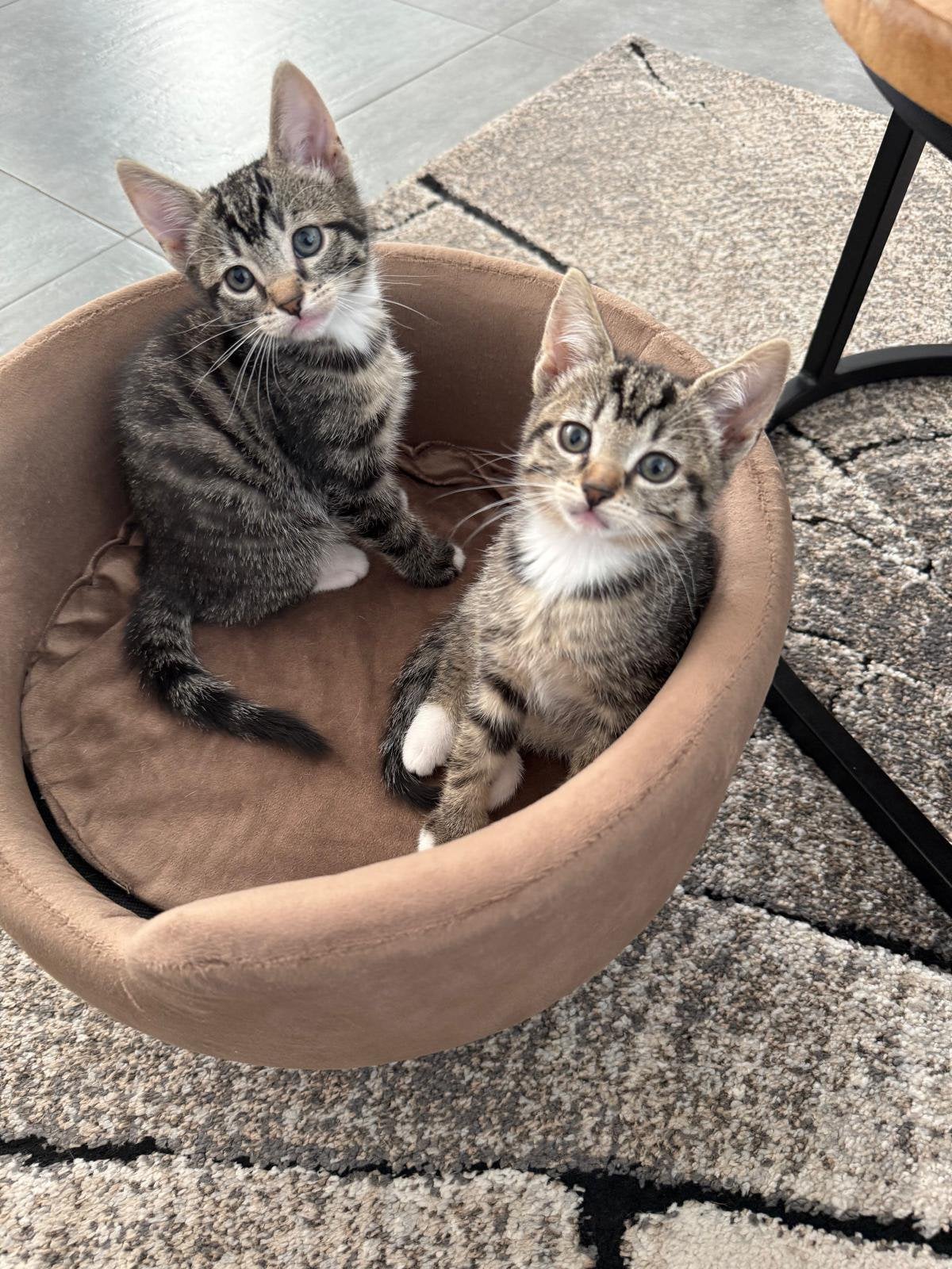 Europees korthaar kitten, Poes