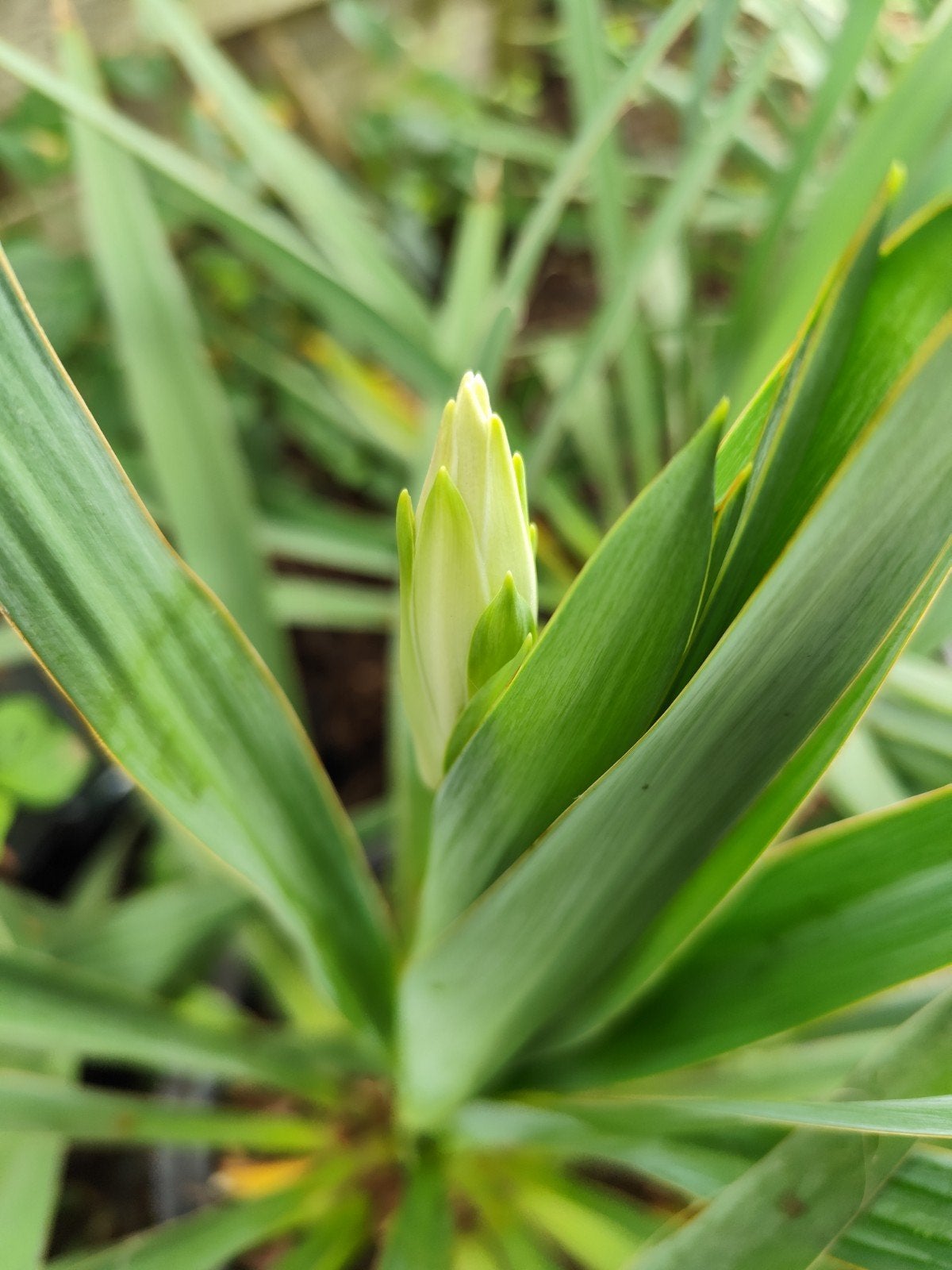 Yucca plant met bloemknop - Ideaal voor tuin of terras, Ophalen, Overige soorten, Volle zon