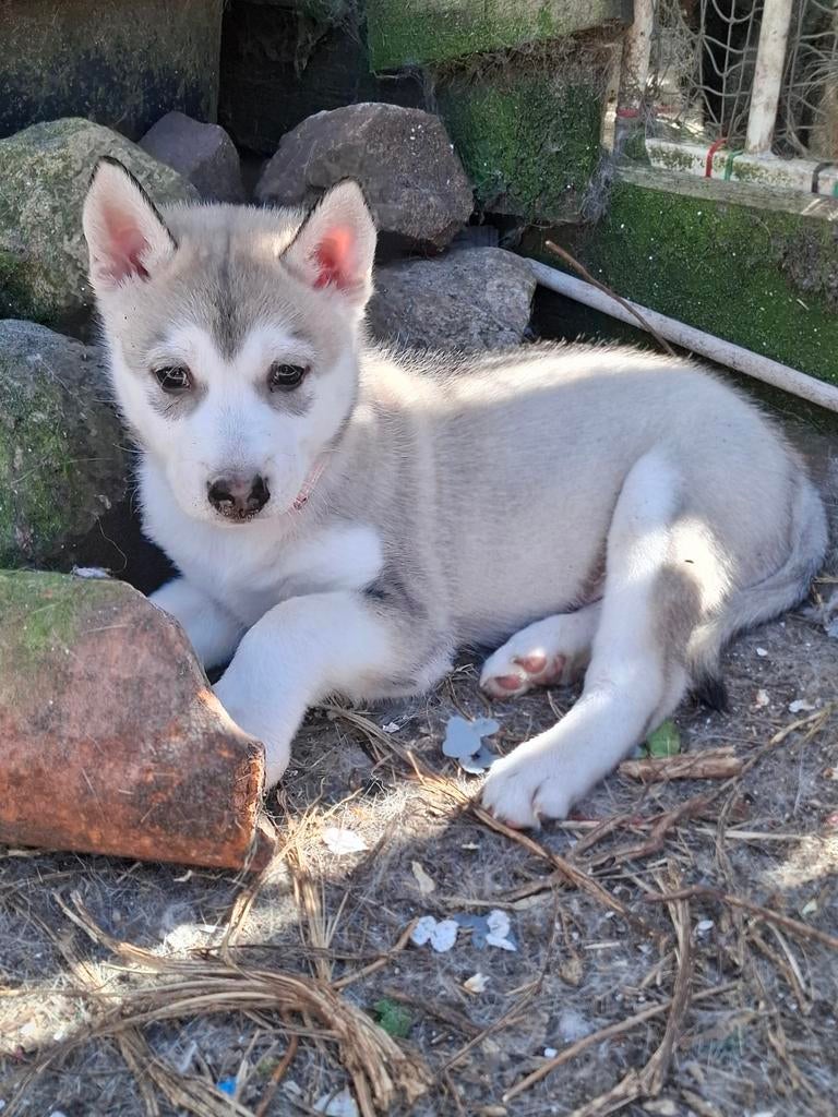 Husky pups, Dieren en Toebehoren, Honden | Poolhonden, Keeshonden en Oertypen, Parvo, Reu, 8 tot 15 weken, Poolhond