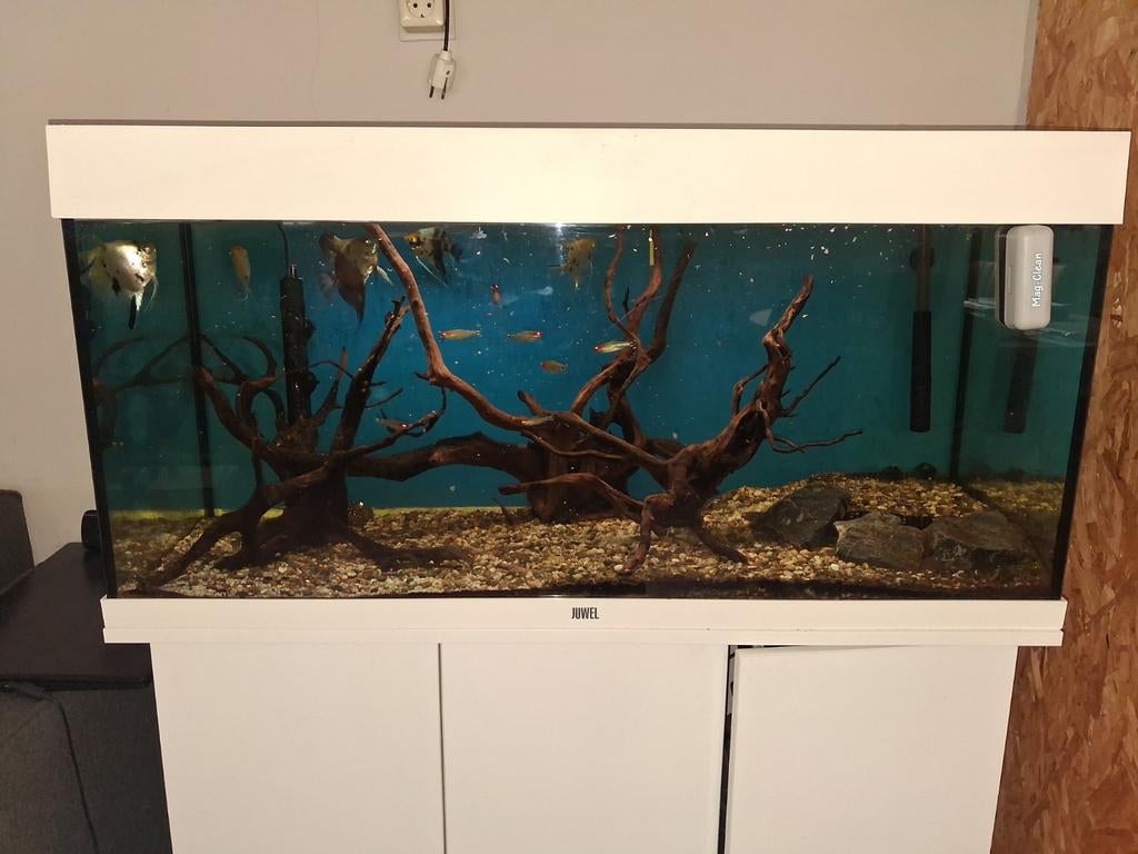 Aquarium 100 bij 50 bij 40cm €150,- euro, Dieren en Toebehoren, Vissen | Aquaria en Toebehoren, Ophalen, Gevuld zoetwateraquarium