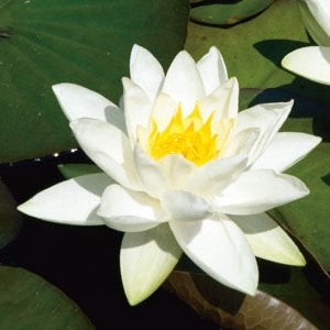 Prachtige Grote Waterlelie Planten te Koop, Ophalen, Volle zon, Vaste plant, Zomer