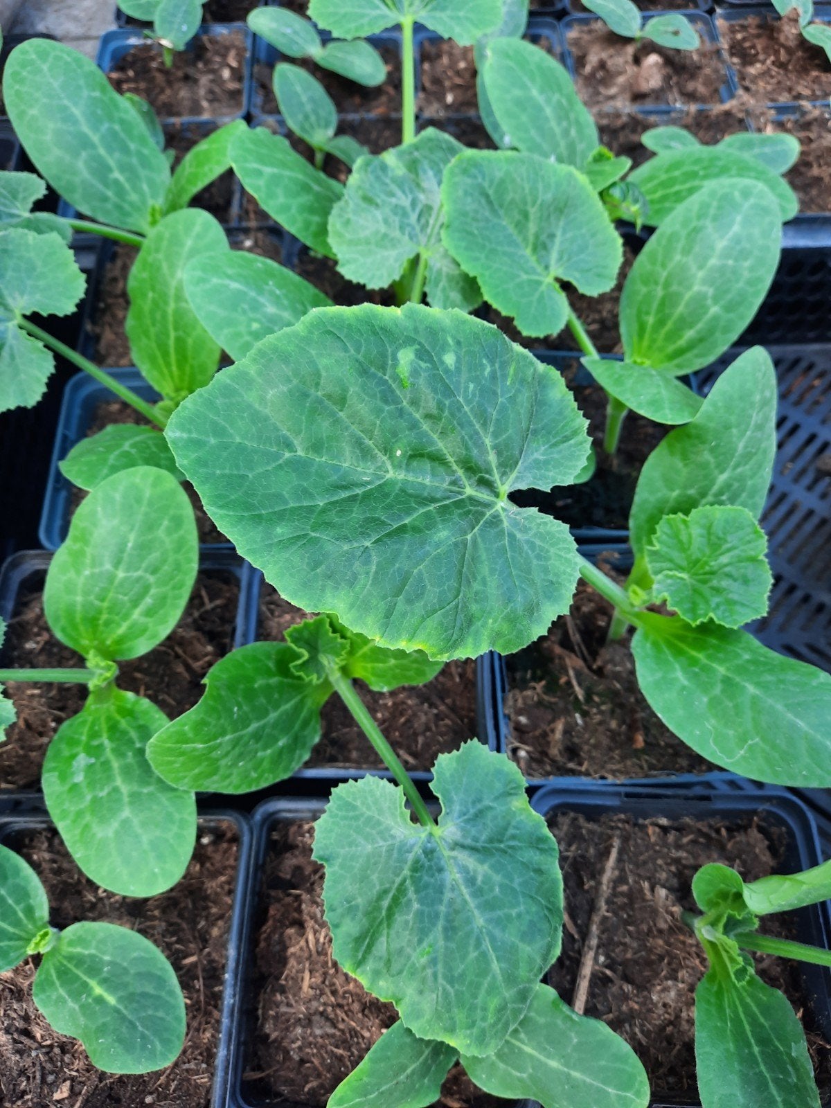 Moestuinplanten, courgette, andijvie, boerenkool,, Tuin en Terras, Planten | Tuinplanten, Ophalen, Eenjarig, Groenteplanten, Volle zon