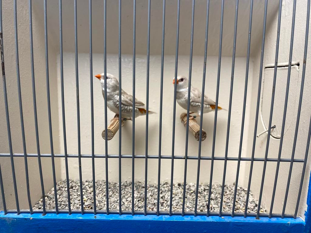 Koppel Diamantvinken, Geelsnavel Pastel!, Dieren en Toebehoren, Vogels | Overige Vogels, Meerdere dieren