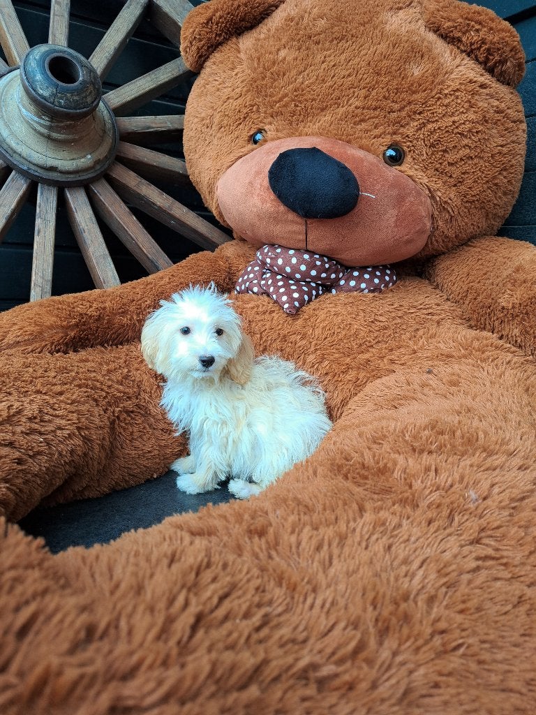 GRATIS KIJKEN !!!!!!GEWELDIGE MALTIPOO PUPJE TEEFJE, Dieren en Toebehoren, Maltezer, Nederland, 15 weken tot 1 jaar, CDV (hondenziekte)