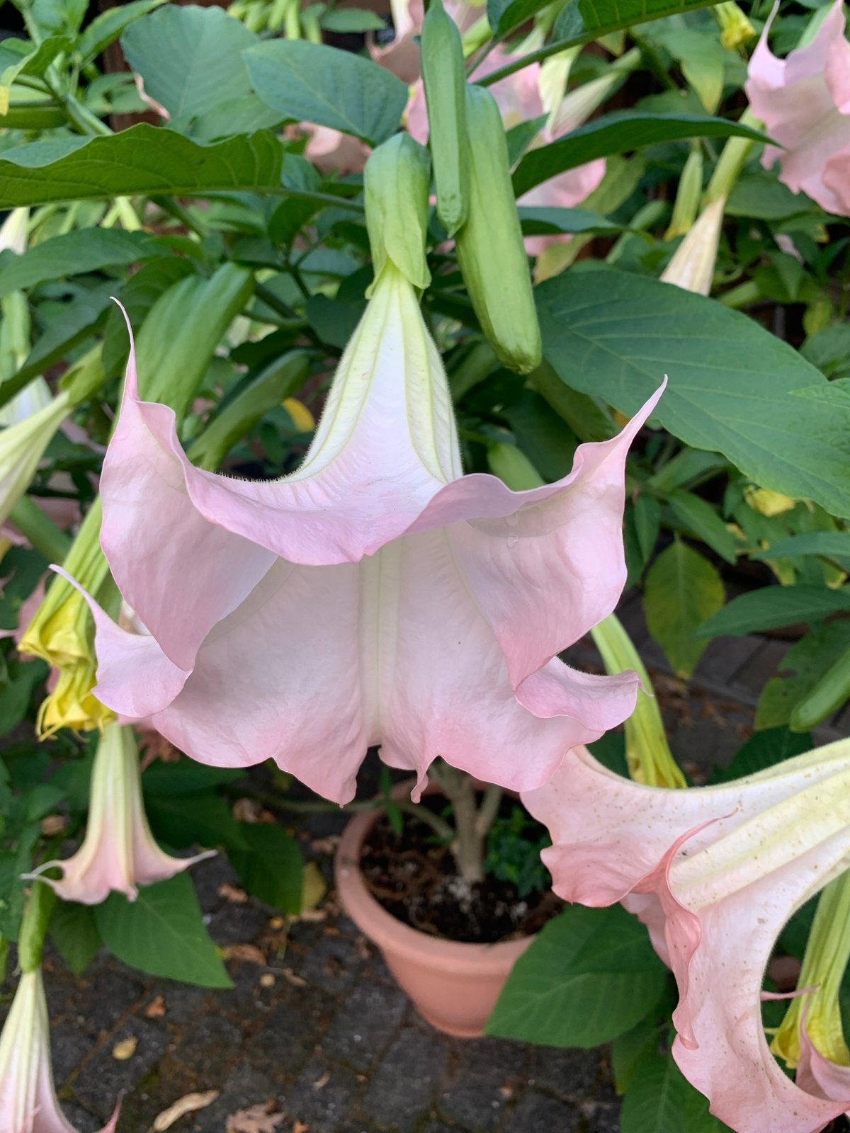 Roze Brugmansia stekken - Engelentrompet, Volle zon, Vaste plant, Zomer, Ophalen