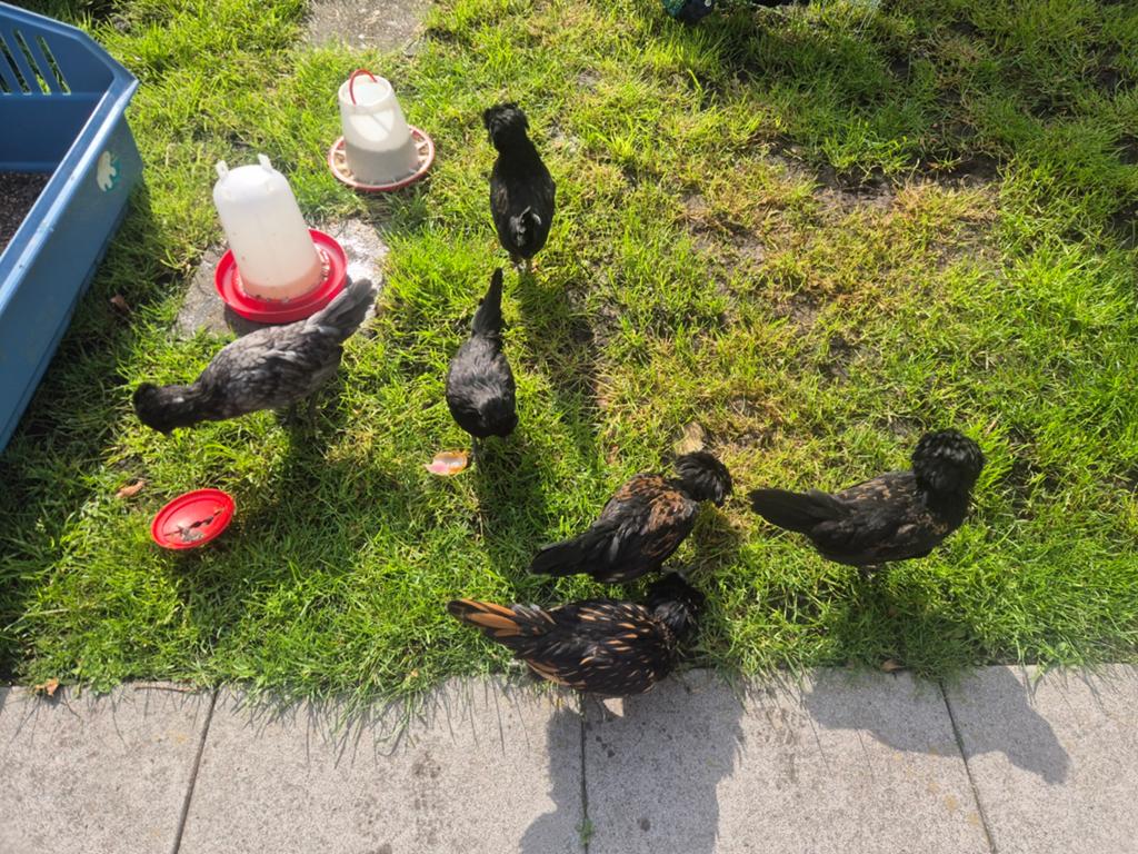 6 x padua (baardkuifhoen) kuikens van 10 weken., Geslacht onbekend, Kip
