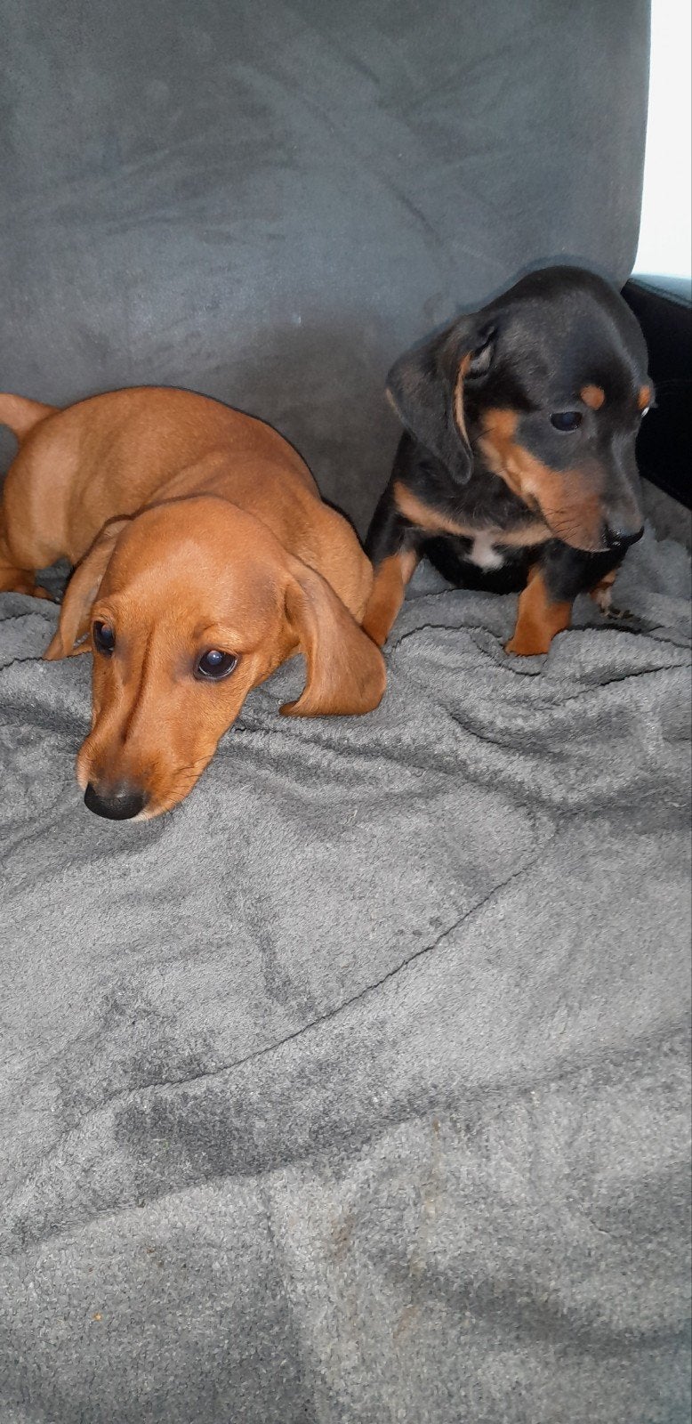 Speelse Dwergteckel pups., Parvo, 8 tot 15 weken, Korthaar, Dwerg