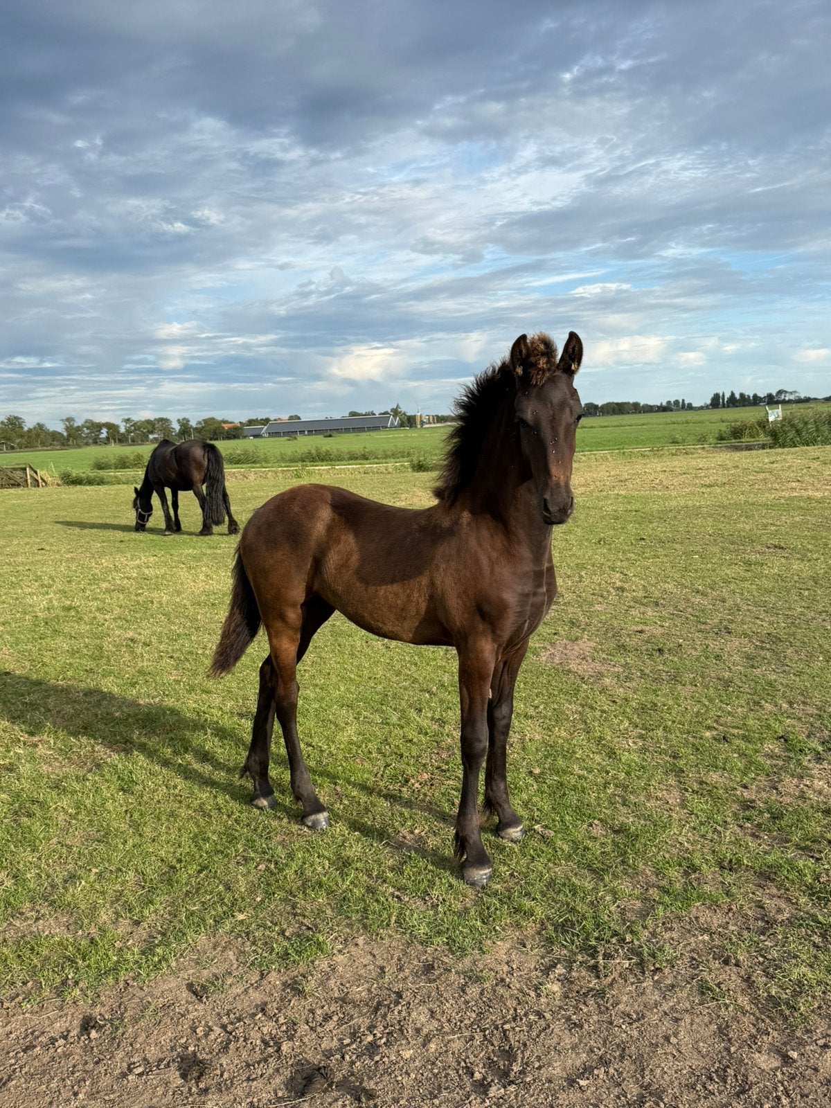 Rastypisch fries merrie veulen Auwert 514 x Jasper 366, Dieren en Toebehoren, Paarden, Merrie, Minder dan 160 cm, Niet van toepassing