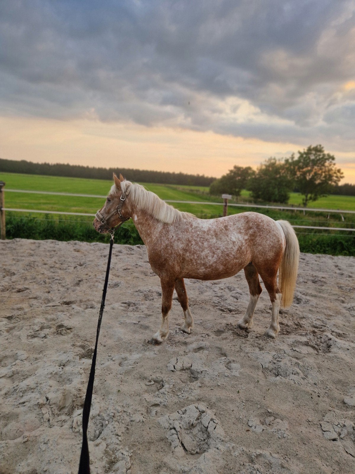 Beleerde apeloosa merrie, Dieren en Toebehoren, Pony's, Merrie, Ontwormd