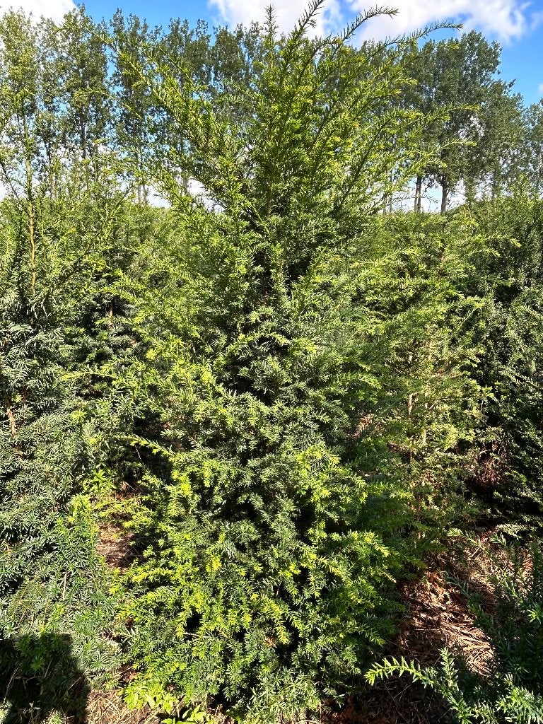 taxus baccata rechtstreeks van de kweker, Ophalen of Verzenden, Taxus, Haag, 100 tot 250 cm