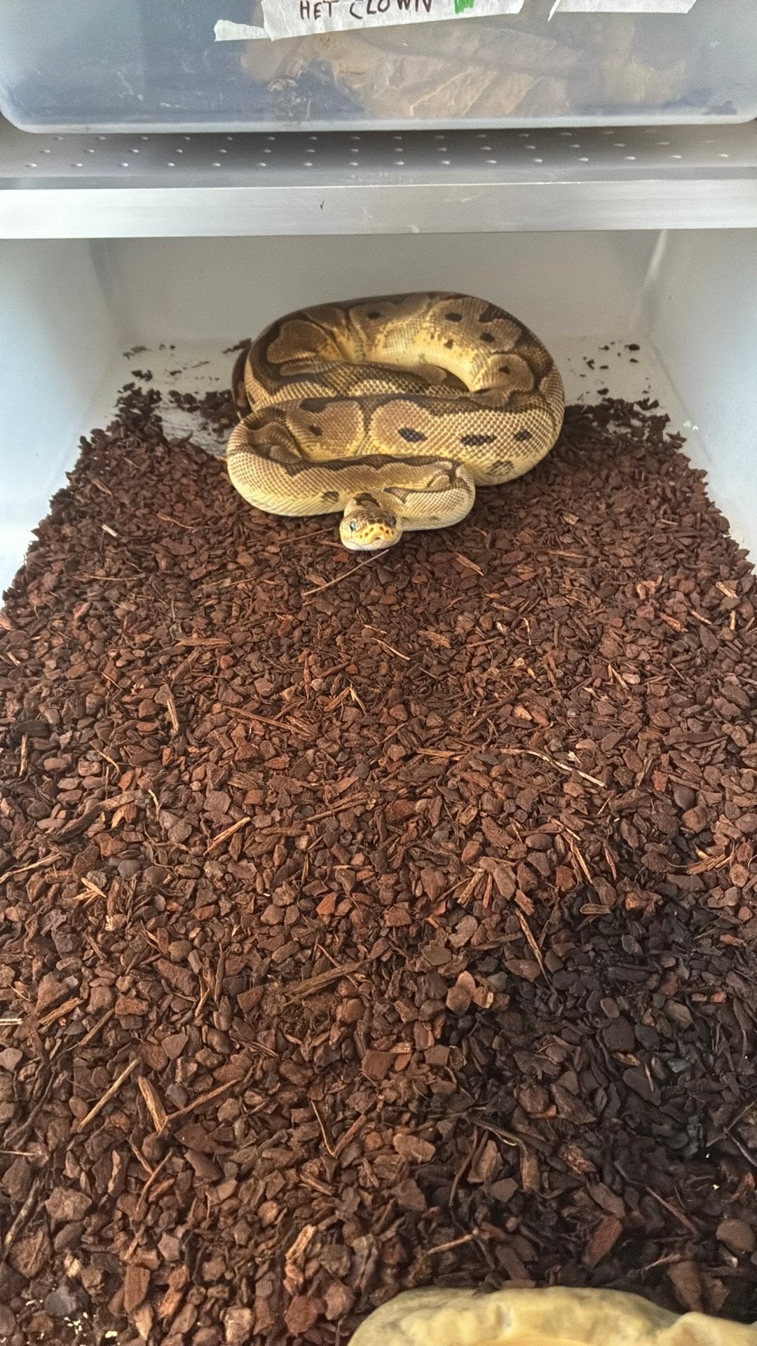 Ball python regius Ball Python photo 3