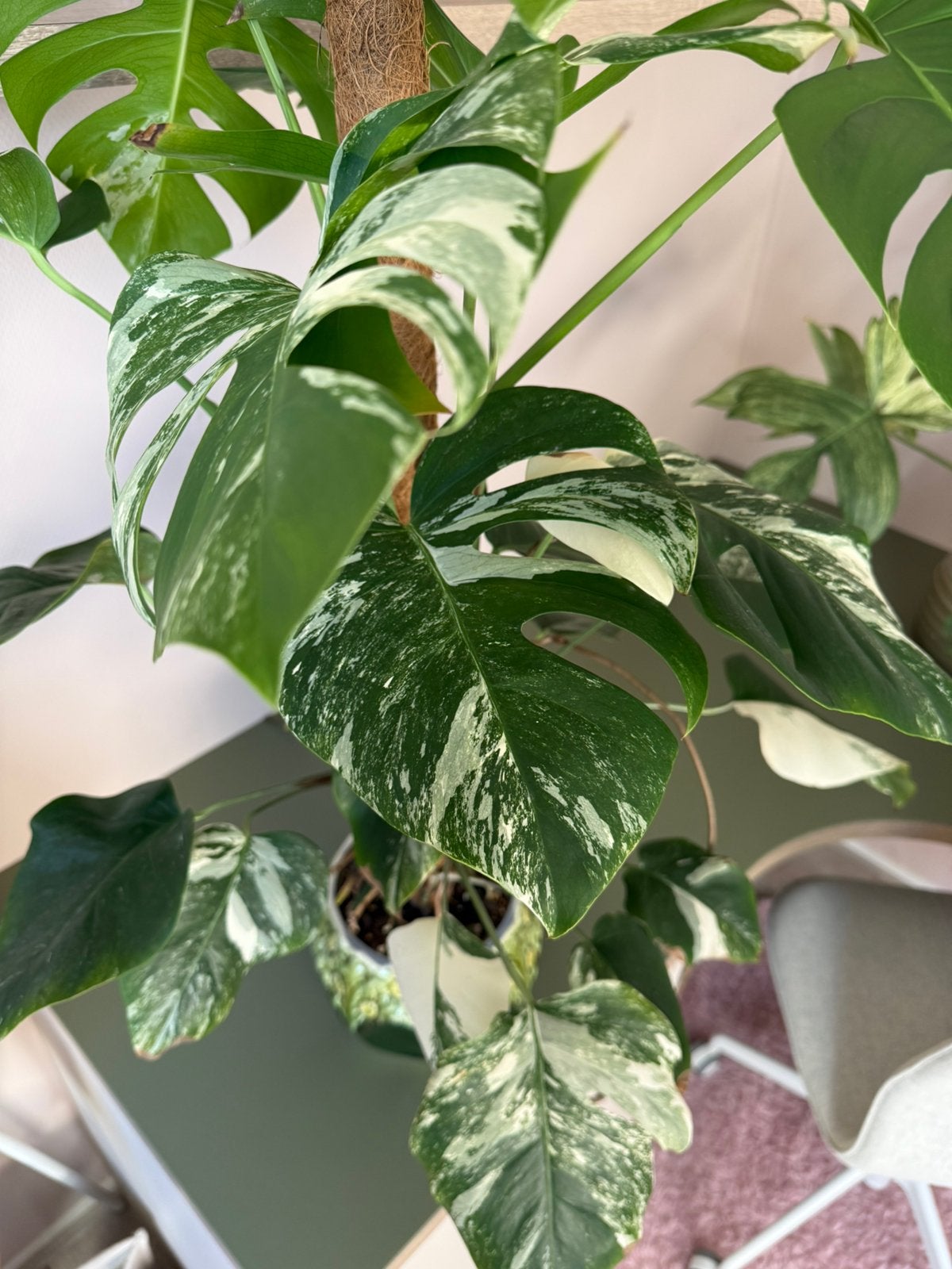 Grote Monstera Albo variegata 3 planten, Ophalen of Verzenden, Halfschaduw, Minder dan 100 cm