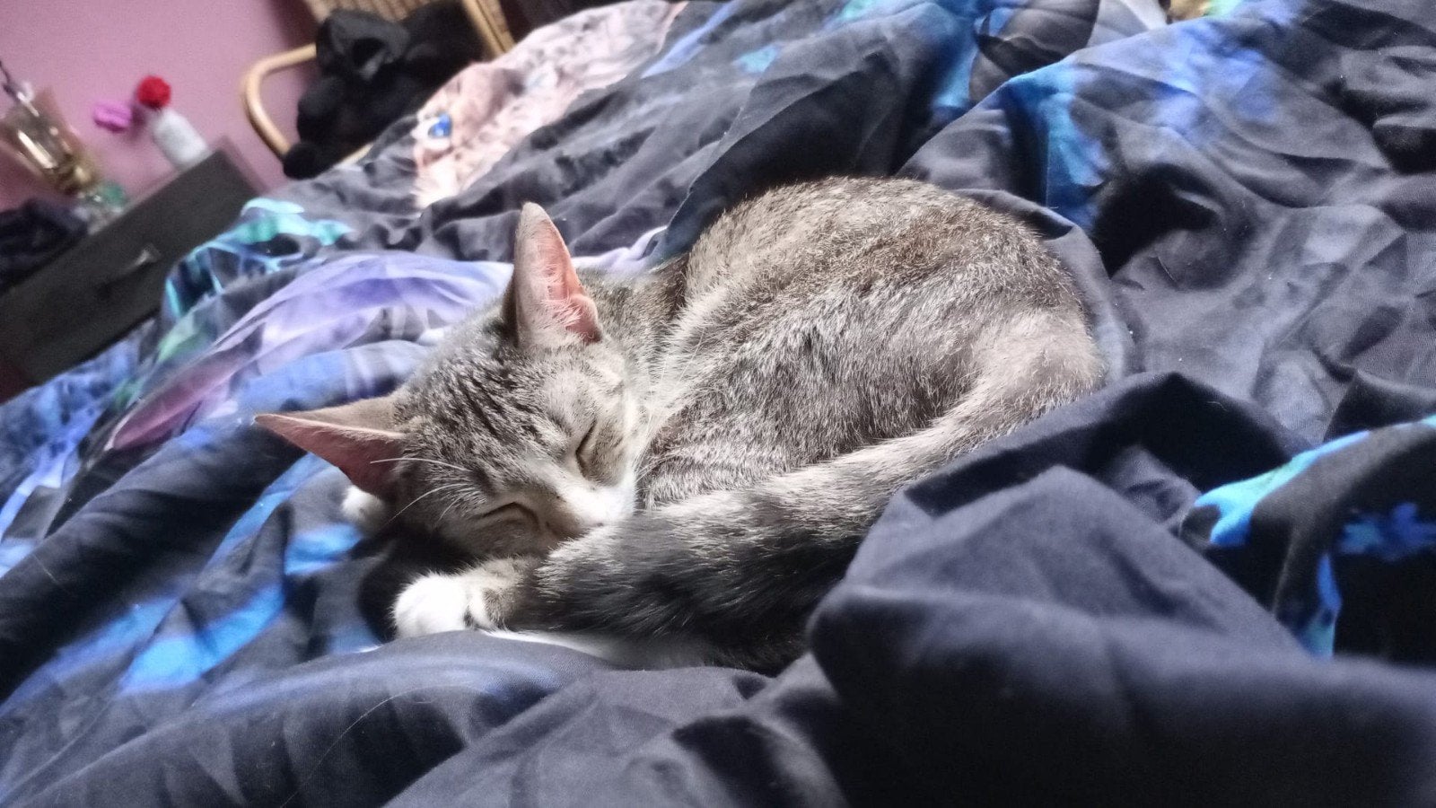 lieve poes 2 jaar, Poes, 0 tot 2 jaar