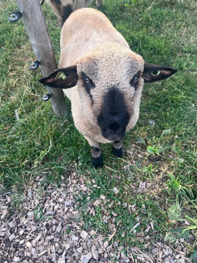 Hamshire down ram, Mannelijk, Schaap, 0 tot 2 jaar