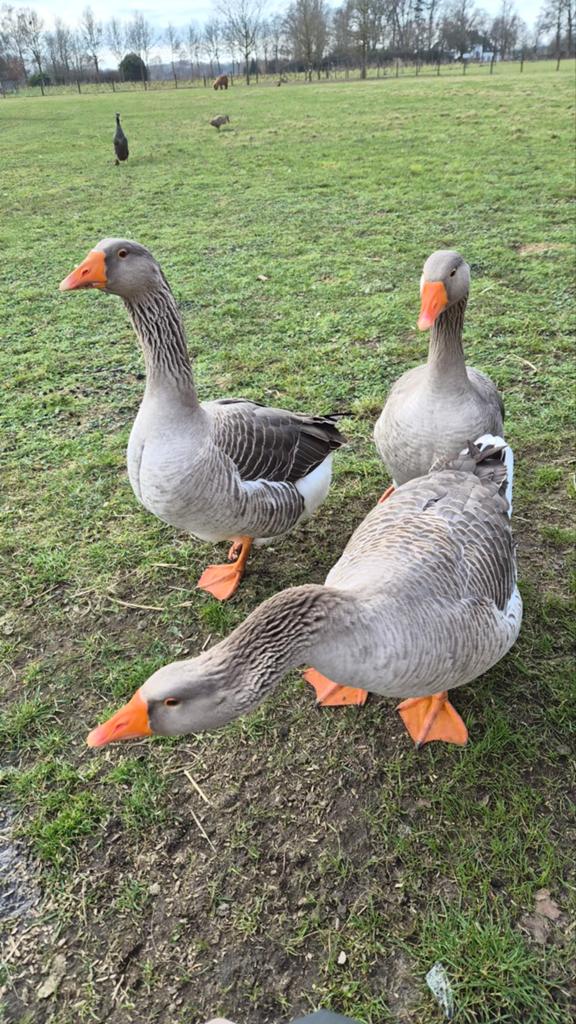 3 Waakse Toulouse ganzen zonder keelkwab, Dieren en Toebehoren, Pluimvee, Meerdere dieren, Gans of Zwaan