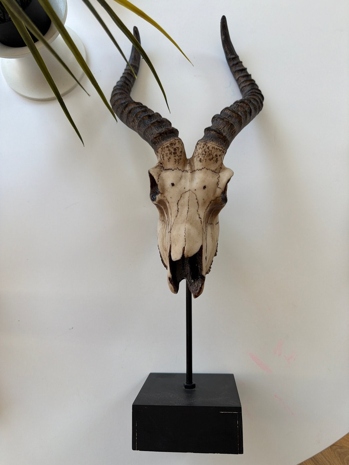 Decoratief beeld van een dieren schedel met hoorns, Natuurlijk materiaal, Ophalen of Verzenden, Zoogdier, 20 - 50 cm