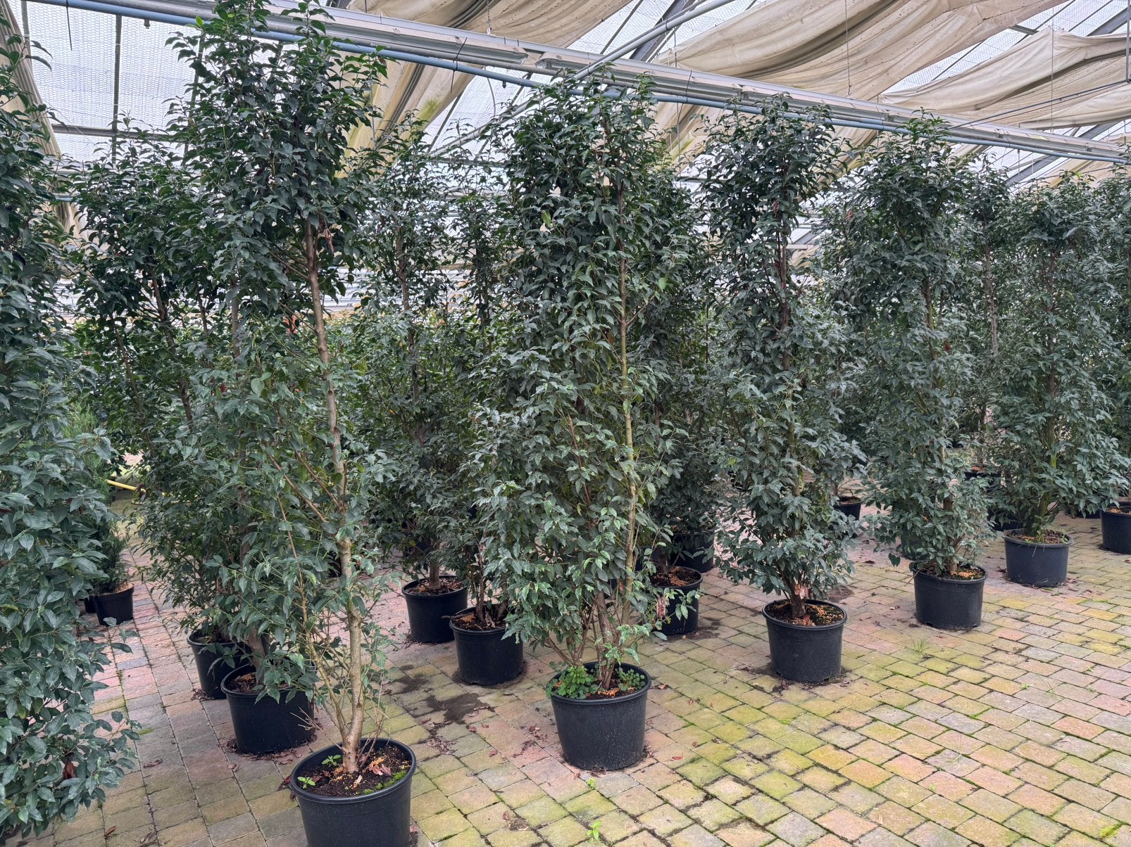Portugese Laurier 180-200 cm - Ideaal voor haag, Ophalen, Laurier, Haag, 100 tot 250 cm