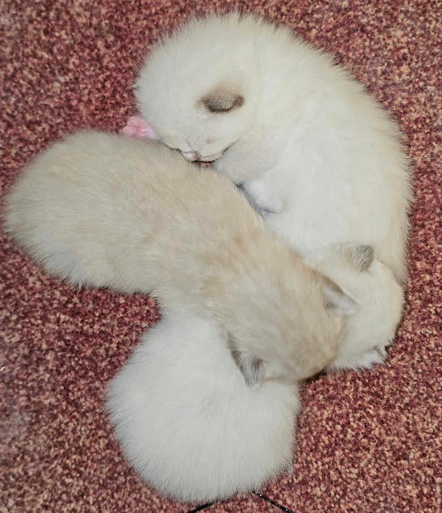 Ragdoll kattens, Dieren en Toebehoren, Poes, 0 tot 2 jaar