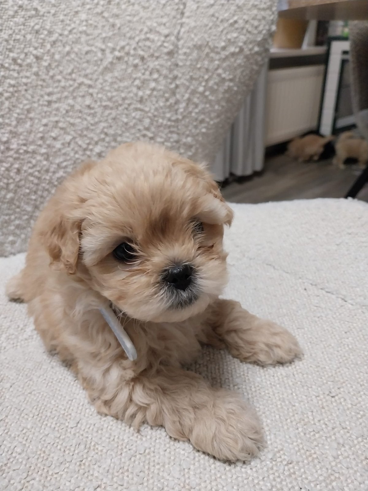 Shih-poo pups, 8 tot 15 weken, Parvo, Meerdere, Meerdere dieren