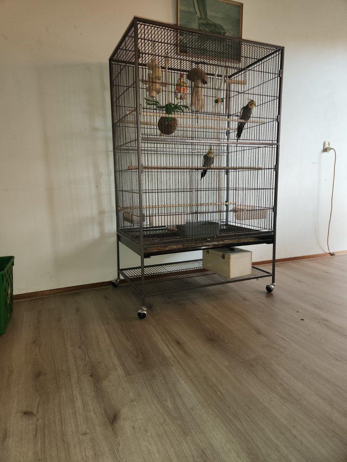 tekoop valkparkieten met grote kooi, Ophalen, Nieuw, Metaal, Vogelkooi