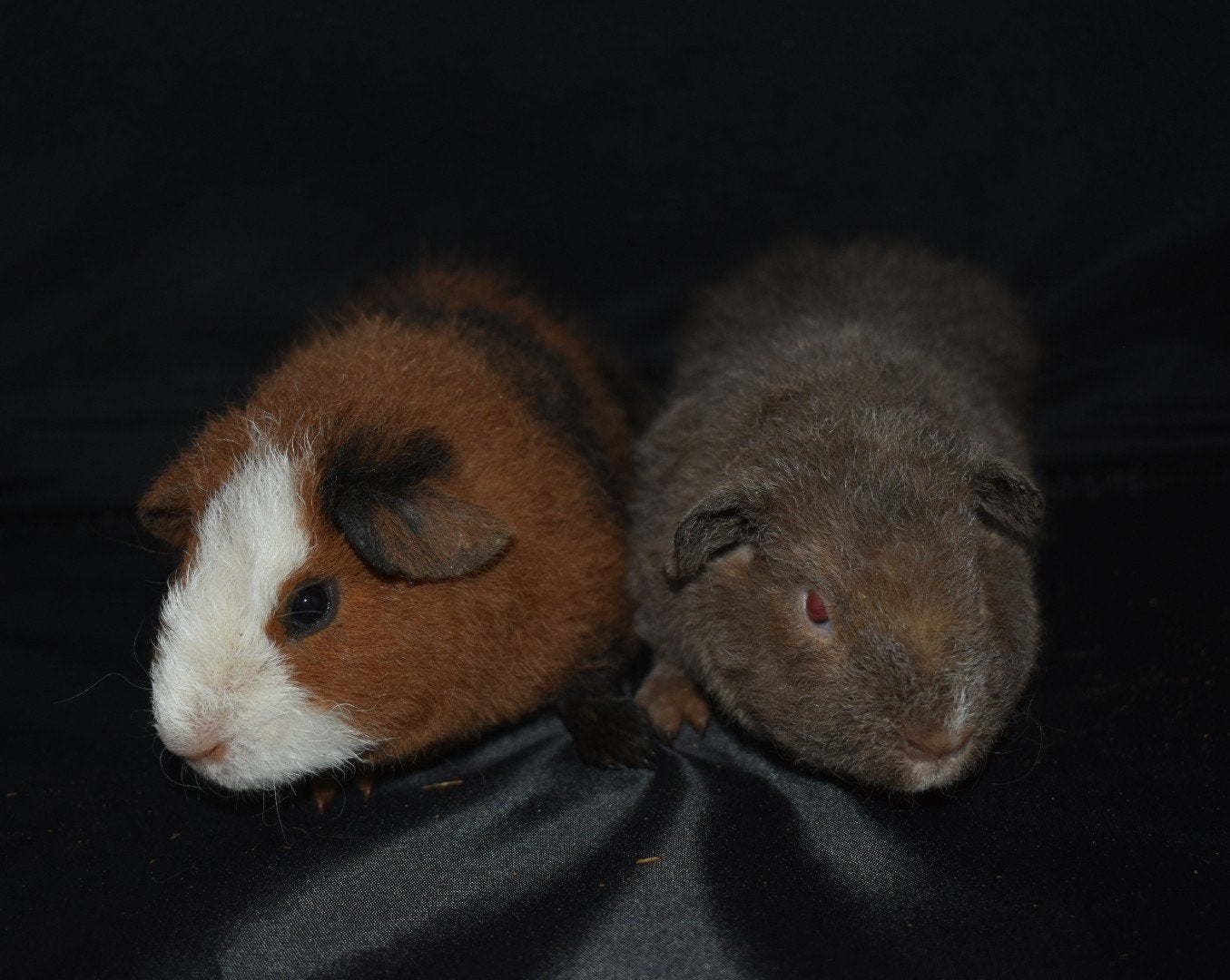 Twee Us broertjes te koop, Dieren en Toebehoren, Juli, Mannelijk, Cavia