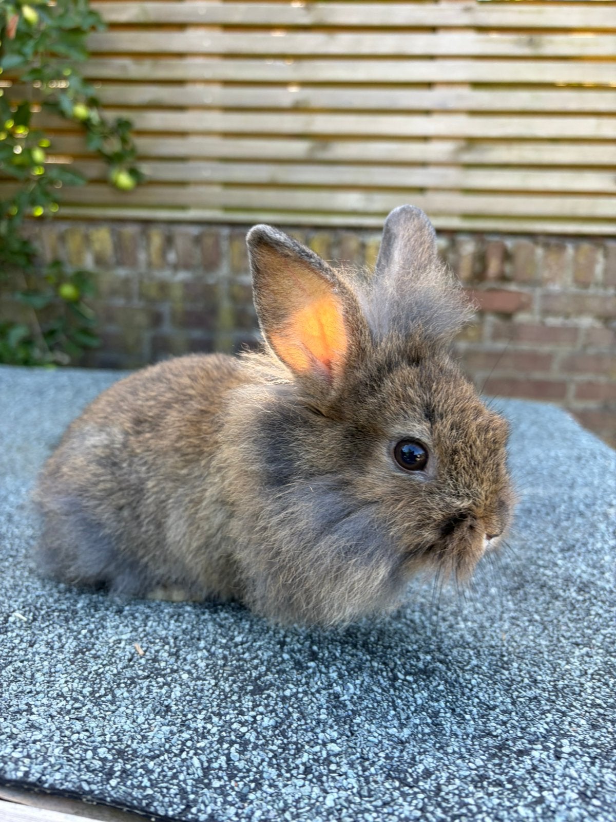 Leeuwenkopjes konijnen, Dieren en Toebehoren, Konijnen, Meerdere dieren, Dwerg